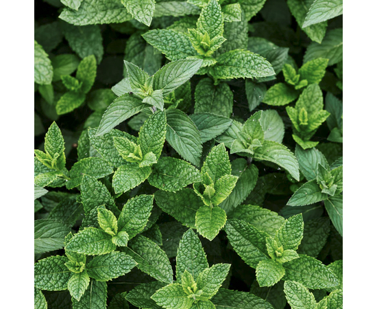 SmileKit Спрей для полости рта с мятным вкусом, 10 мг